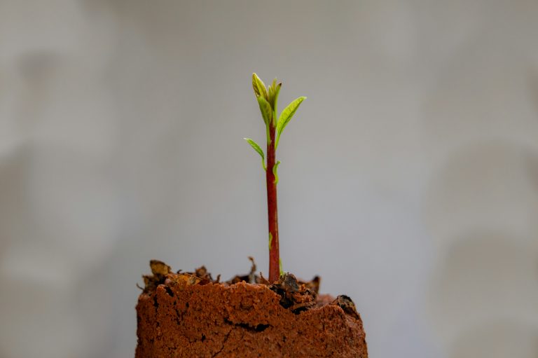 Plant symbolising financial growth in a small organisation