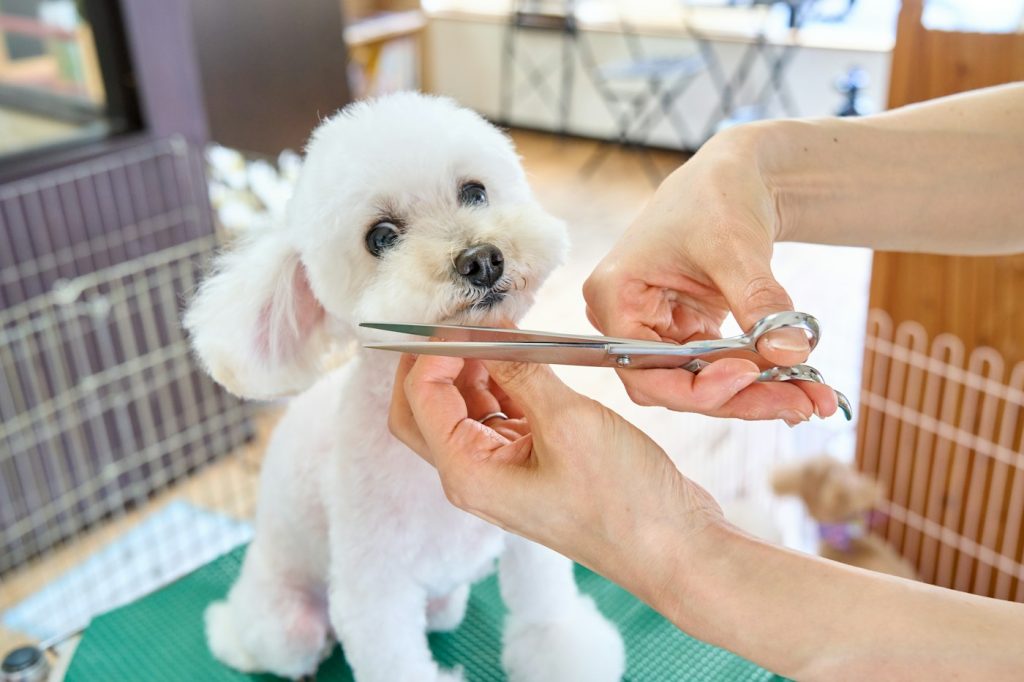 Small white dog having its coat trimmed